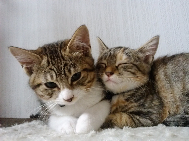 ニームで虫 ネズミ対策